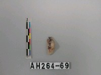 藏品(石片)的圖片